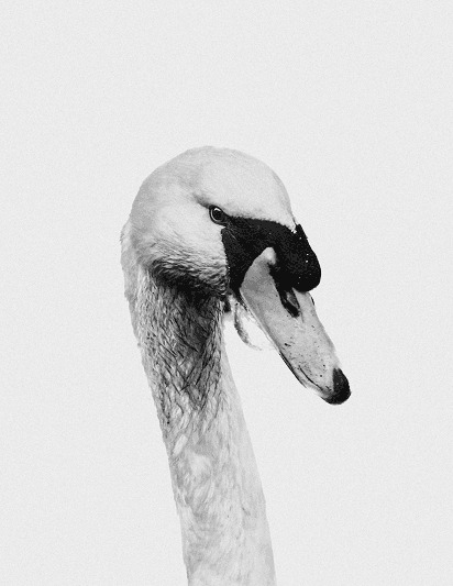 Swan